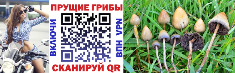 Галлюциногенные грибы Psilocybine cubensis  Карасук 